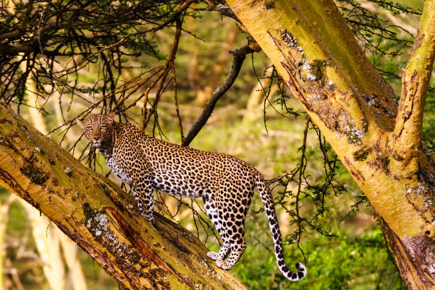 istock Leopard on the tree. Kenyan views, Africa 665757520