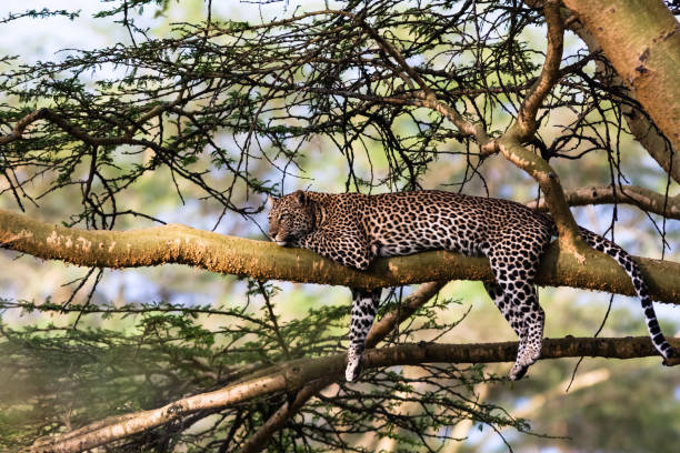 istock Portrait of a sleeping leopard. Nakuru, Africa 665757522