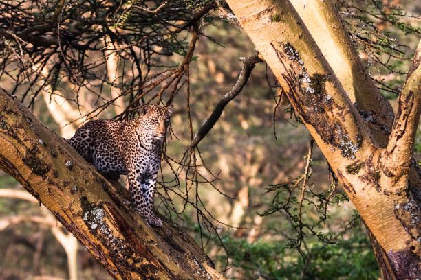 istock Leopard in ambush on the tree. Lake Nakuru, Kenya 665757574