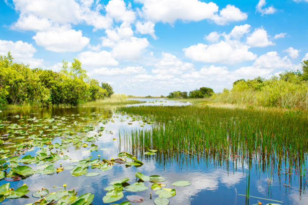 florida-feuchtgebiet, luftkissenboot fahren im everglades national park in den usa. - woods reflection famous place standing water stock-fotos und bilder