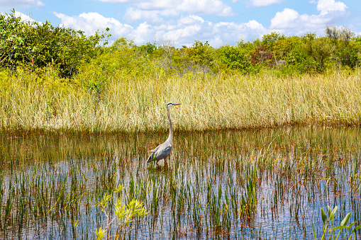 Florida wetland, Airboat ride at Everglades National Park in USA. Popular place for tourists, wild nature and animals.