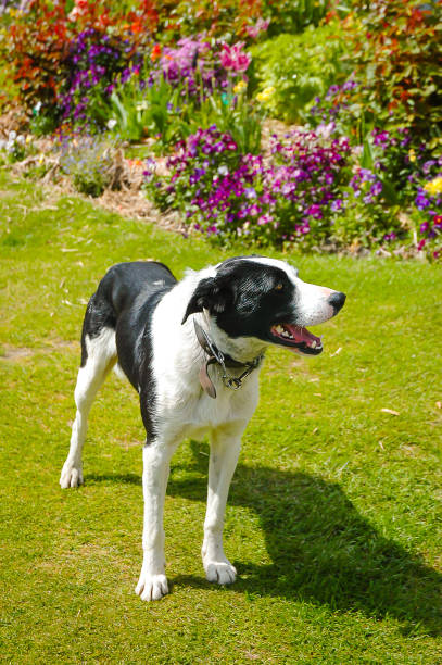 istock Dog in the garden park 665768416