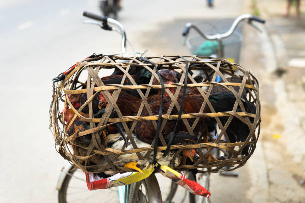 poulet dans des cages métalliques à l’extérieur dans le marché de rue - vietnam market asia bird photos et images de collection