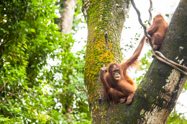 나무에 휴식 하는 어머니 및 아기 오랑우탄 - young animal orangutan mother ape 뉴스 사진 이미지