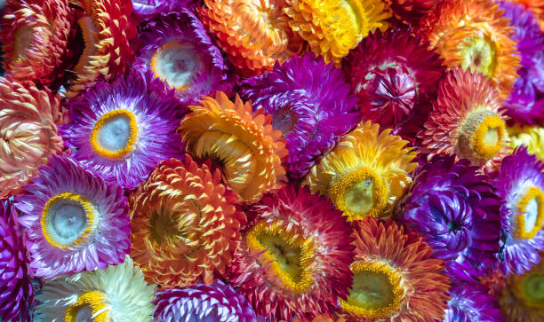 istock Dry straw flowers background or everlasting. (Helichrysum bracteatum). 665772852