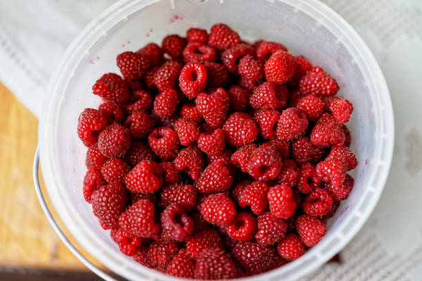 istock Bucket of fresh raspberries background closeup 665773112