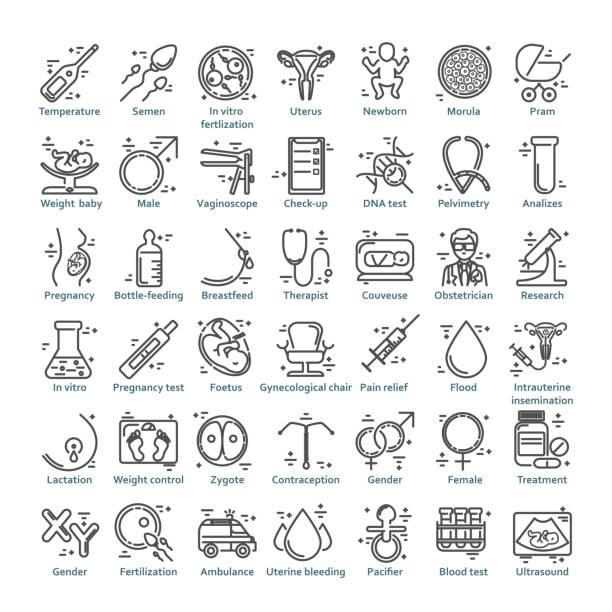 벡터 아이콘 세트 - human fertility artificial insemination embryo human egg stock illustrations