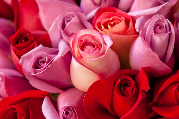 rose rosse e rose - rose pink flower valentines day foto e immagini stock