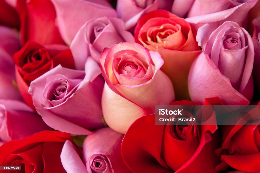 Red And Rose Roses Stock Photo - Download Image Now - Rose - Flower,  Flower, Valentine's Day - Holiday - iStock