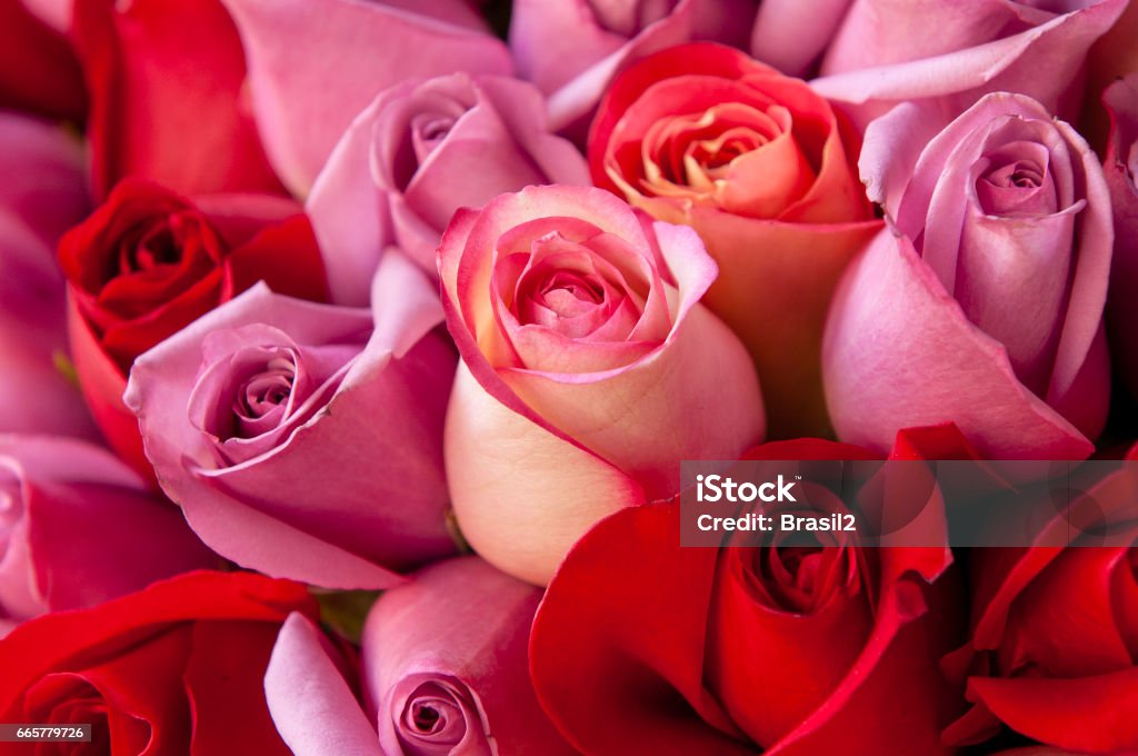 Red And Rose Roses Stock Photo - Download Image Now - Rose - Flower, Flower, Valentine's Day - Holiday - iStock Red And Rose Roses Stock Photo - Download Image Now - Rose - Flower, Flower, Valentine's Day - Holiday - iStock