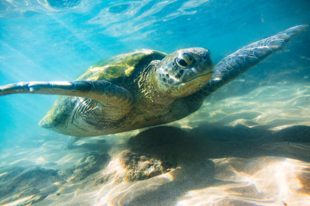 istock The green sea turtle 665779824