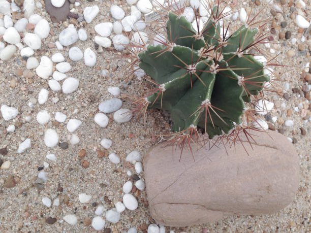 Astrophytum ornatum (Star cactus) in the desert garden