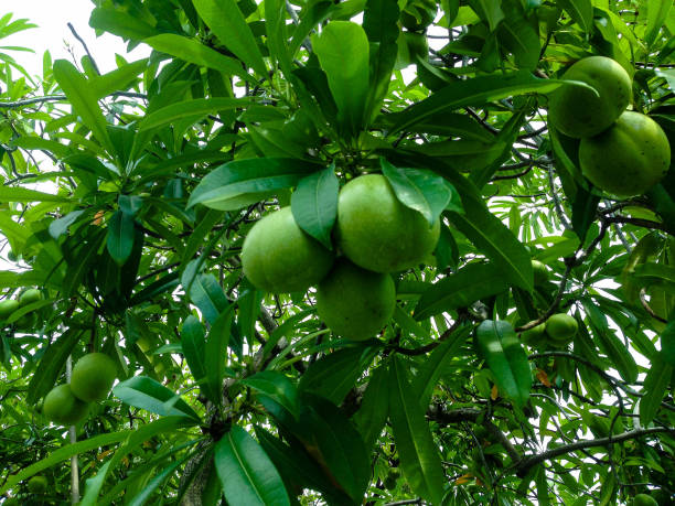 istock Bauhinia lakhonensis Gagnep. 665789046