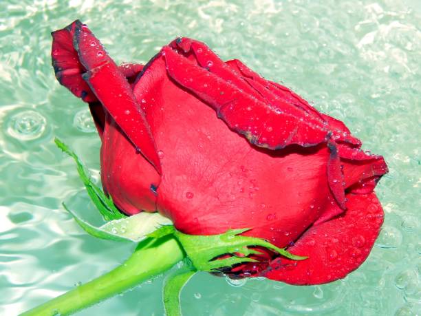 istock Beautiful roses on the water close up 665790312