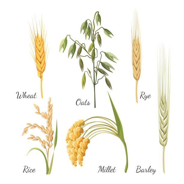 ilustrações, clipart, desenhos animados e ícones de aveia cevada, trigo, centeio, arroz, painço e verde. ilustração vetorial - oat farm grass barley