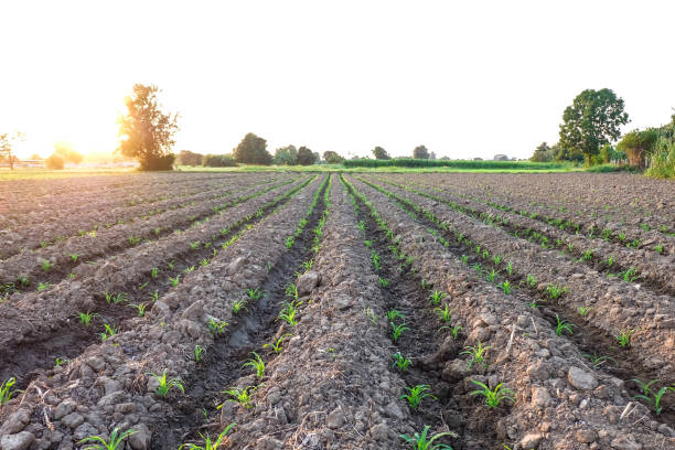 istock Row pattern of plowed field and sprout corn with sunlight in countryside or rural, begin or start up life concept 665794280
