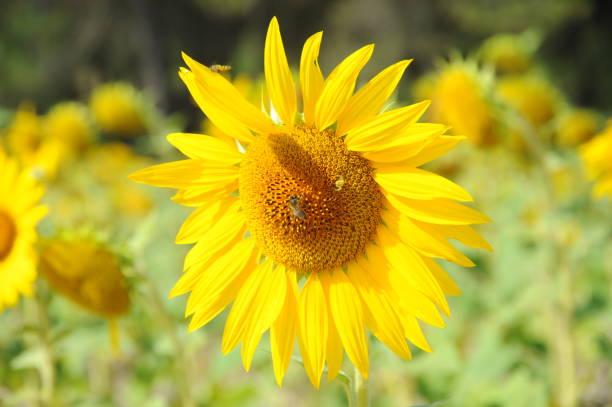 istock Sunflowers in Spain 665794310