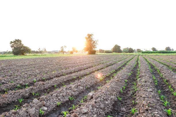 istock Row pattern of plowed field and sprout corn with sunlight in countryside or rural, begin or start up life concept 665794668