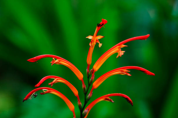 istock Flowers and plants 665795960