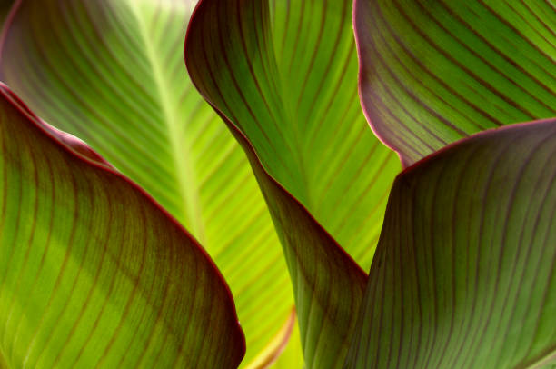 istock Flowers and plants 665796060