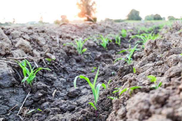 istock Row pattern of plowed field and sprout corn with sunlight in countryside or rural, begin or start up life concept 665796406