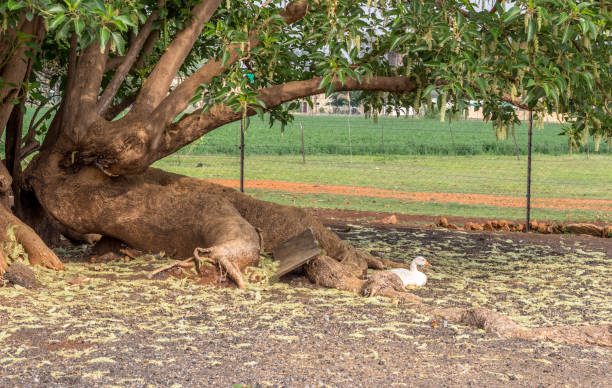 Domestic goose sitting under large tree in farm yard