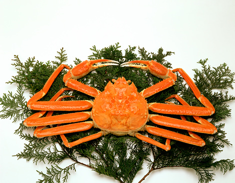 Snow crab Chionoecetes opilio