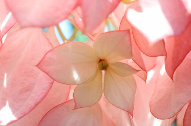 Moussa end Moussa end pink mussaenda flower stock pictures, royalty-free photos & images