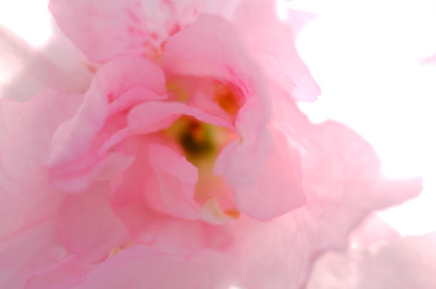 Macro closeup of pink rhododendron azalea flowers with bokeh background of colorful pattern on bush and green leaves in garden park in the Blue Ridge Mountains, Virginia parkway