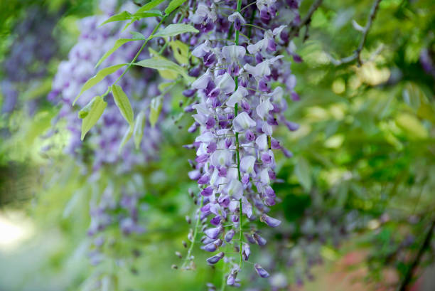 istock The wisteria flowers 665804998