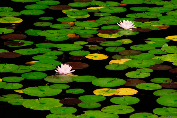 istock Flowers in the summer 665805138
