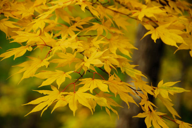 istock The leaves turn yellow 665805854