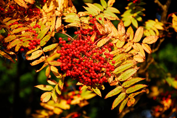 istock The leaves turn yellow 665805904