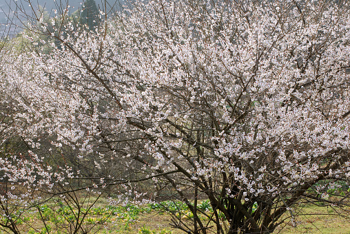 Prunus cerasifera is a species of plum known by the common names cherry plum and myrobalan plum. It is native to Southeast Europe and Western Asia and is naturalised in the British Isles and scattered locations in North America. Pepperwood Nature Preserve; Santa Rosa;  Sonoma County, California. Rosaceae.