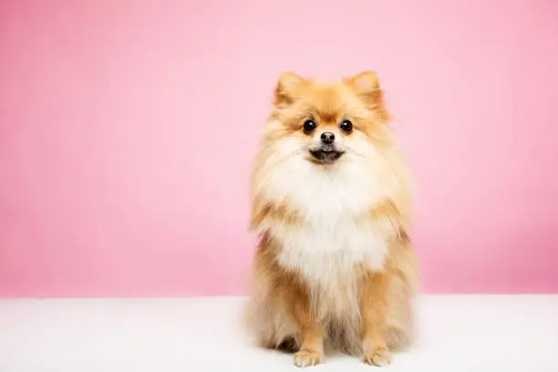 Cute portrait of a brown Pomeranian purebred dog, who is posing for the camera against a pink background. She is staring at the camera with her ears pricked up looking very alert. Colour horizontal with lots of copy space.