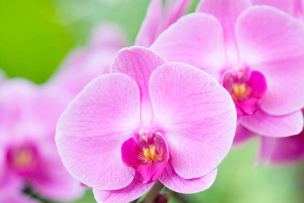 istock Pink Phalaenopsis Orchid 665816628