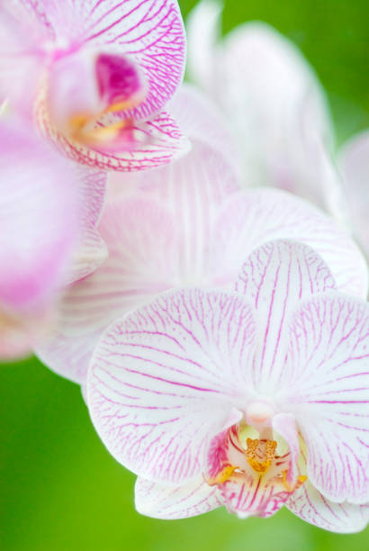 istock Purple Phalaenopsis Orchid 665816636