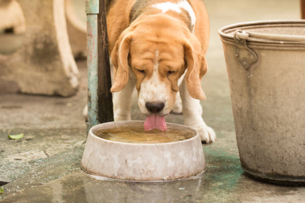 istock Dog drinking water from a bowl 665820666
