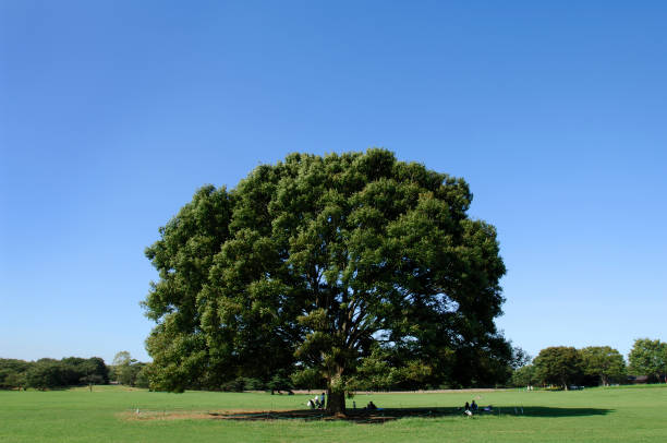 istock Tree of zelkova serrata Makino 665821046