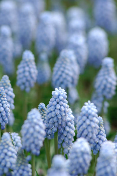 istock Muscari armeniacum 665829836