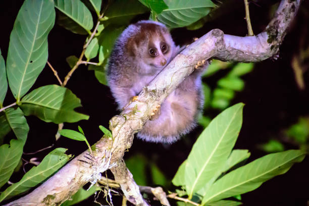 Cute slow loris on the branch of a tree at night stock photo