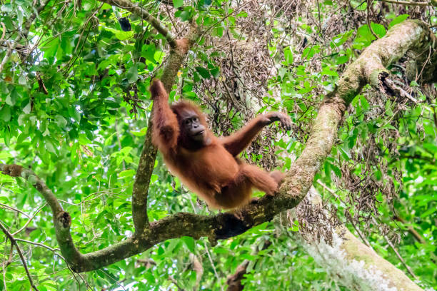 istock Orangutan chilling out in the forest 665830632