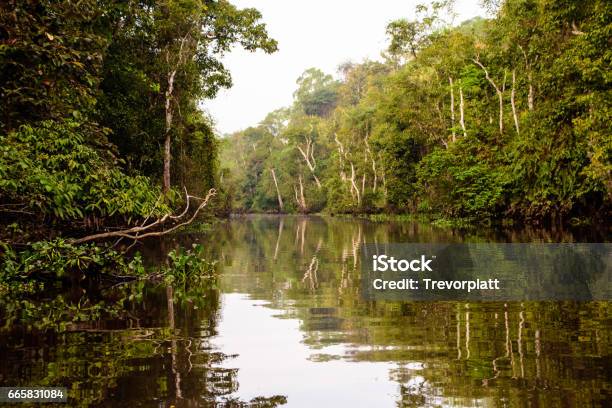 Stunning Beauty Of The Kinabatangan River In Borneo Stock Photo - Download Image Now