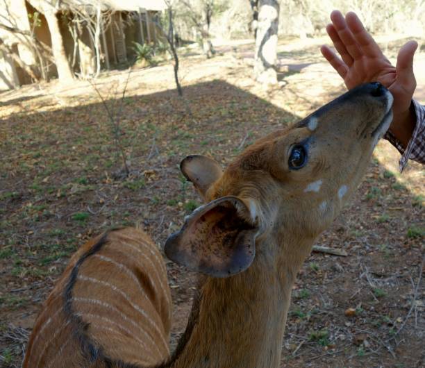 istock Impala smelling a human hand in South Africa 665831526