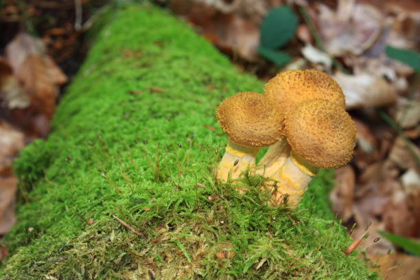 istock puffball mushroom in forest 665831814