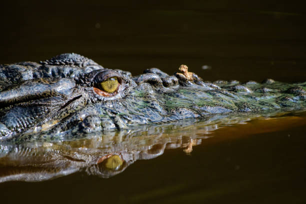 istock the eye of the crocodile 665833280