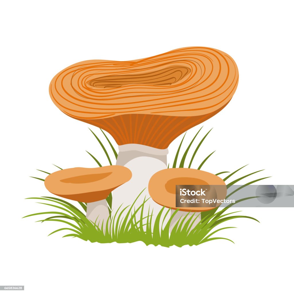 Ilustración de Pecas Setas De Bosque Comestibles Colorida Ilustración De Dibujos Animados y más Vectores Libres de Derechos de Alemania - iStock Ilustración de Pecas Setas De Bosque Comestibles Colorida Ilustración De Dibujos Animados y más Vectores Libres de Derechos de Alemania - iStock
