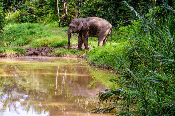 istock pygmy elephant and its reflection in the waters of a stream 665837416