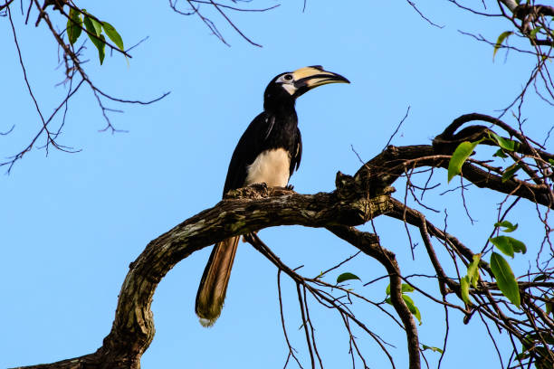 istock Oriental pied hornbill on its perch 665838436