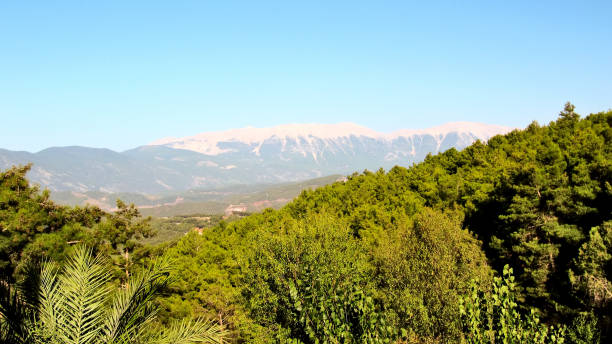 istock Forest in the background of the Taurus mountains 665838856